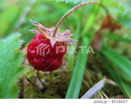 イチゴ 8316627