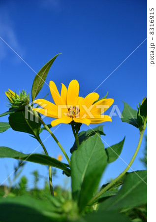 河川敷の花♪ 8316915