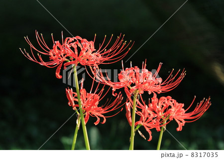 ヒガンバナ ヒガンバナ 8317035