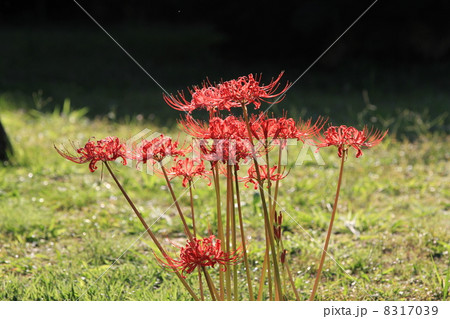 ヒガンバナ 8317039