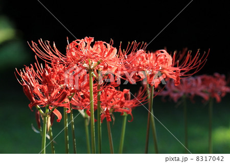 ヒガンバナ 8317042