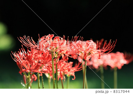 ヒガンバナ ヒガンバナ 8317044