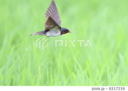 青田の中 8317239