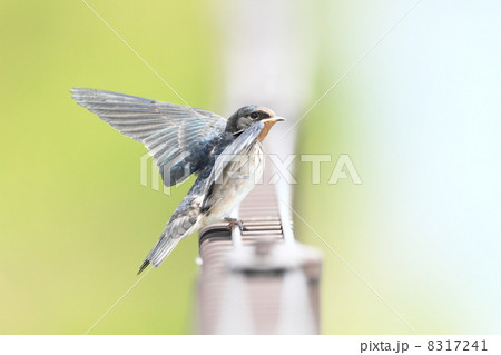 光溢れて 8317241