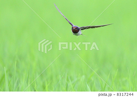 接近 接近 8317244