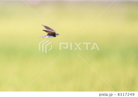 ショウドウツバメ 8317249