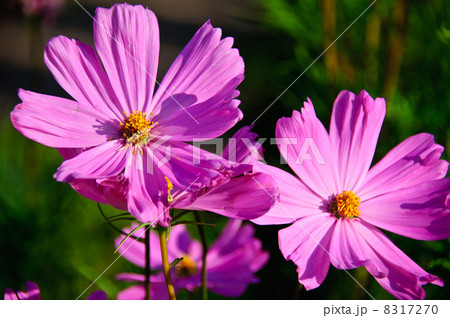 Blossom of Cosmos 8317270