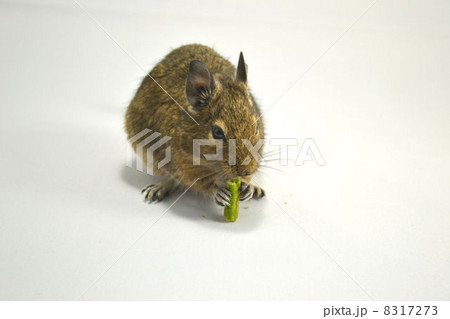 おやつを食べるデグー おやつを食べるデグー 8317273