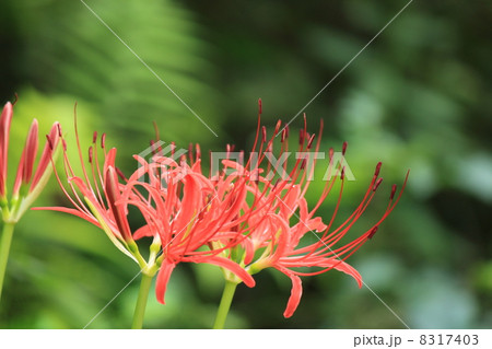彼岸花 8317403