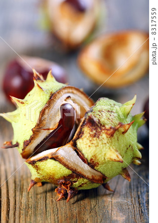 Opened conker. Opened conker. 8317559