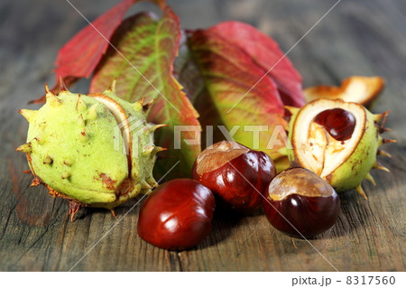 Horse Chestnut with autumn leaves. Horse Chestnut with autumn leaves. 8317560