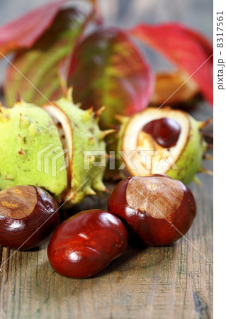 Chestnuts and autumn leaves. 8317561