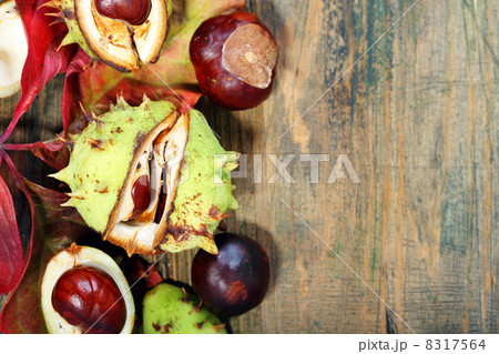 Autumn leaves and horse chestnut. 8317564