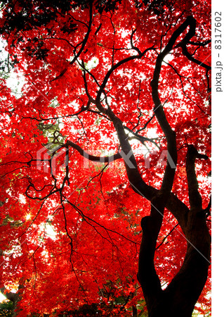 紅葉 紅葉 8317602