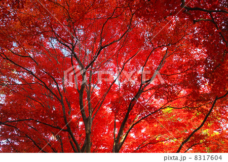 紅葉 8317604