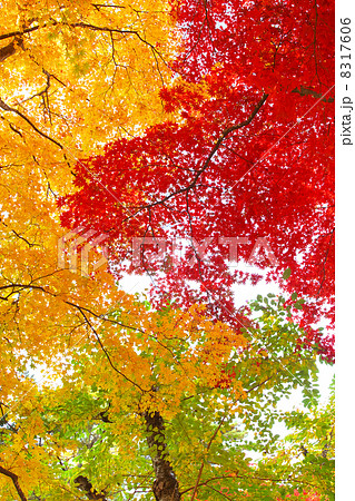 三色の紅葉 8317606
