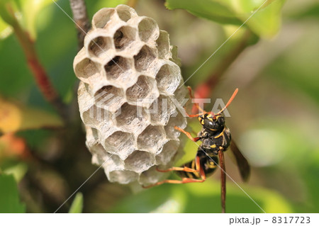 蜂 8317723
