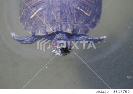 カメラ目線の亀 カメラ目線の亀 8317769