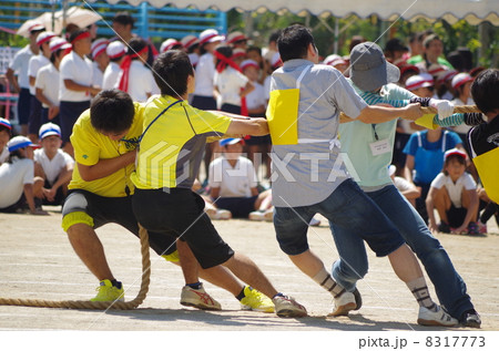 運動会の綱引き 運動会の綱引き 8317773
