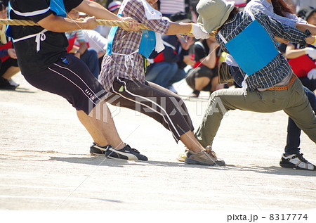 運動会の綱引き 運動会の綱引き 8317774