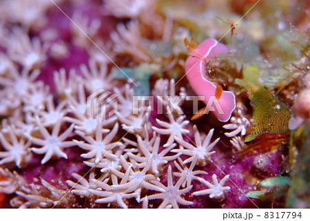 ウミウシ ウミウシ 8317794