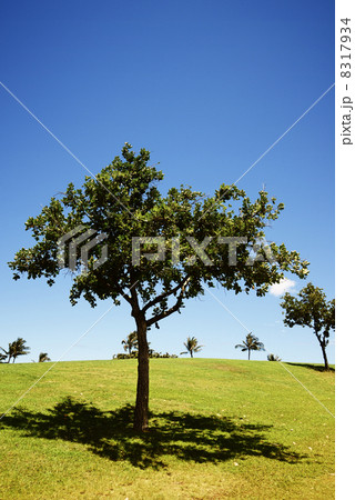 青空と樹木 8317934