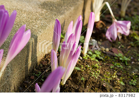 コルチカム コルチカム 8317982