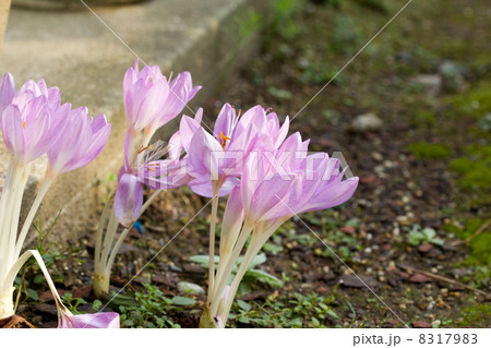 コルチカム 8317983