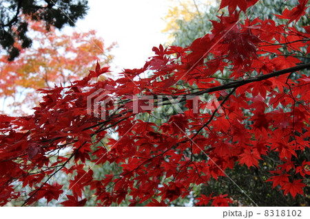 紅葉 紅葉 8318102