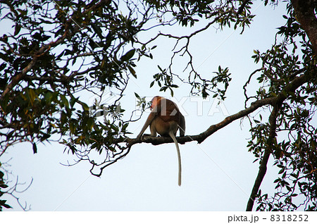 テングザルの後ろ姿 8318252