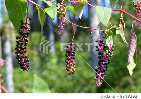 ヨウシュヤマゴボウの果実 8318392