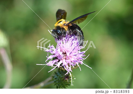 キムネクマバチ 8318393