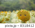 ひまわりの顔 8318412