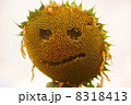 ひまわりの顔 8318413