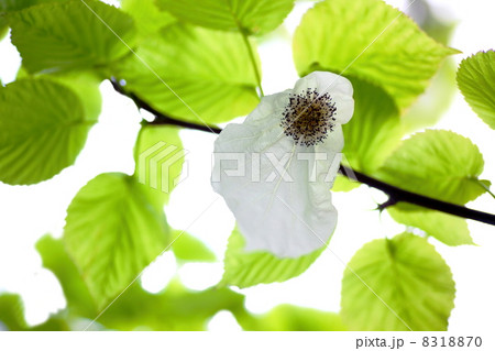 ハンカチの木 8318870