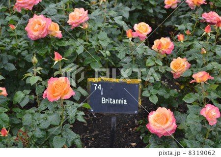 英国のバラ 英国のバラ 8319062