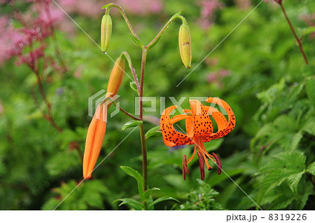 コオニユリ 8319226