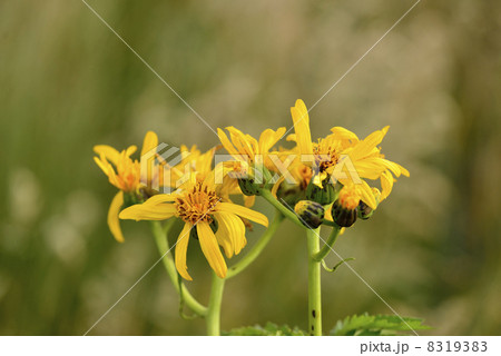 ハンカイソウ 8319383