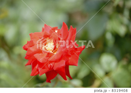 バラ(かがやき) バラ(かがやき) 8319408