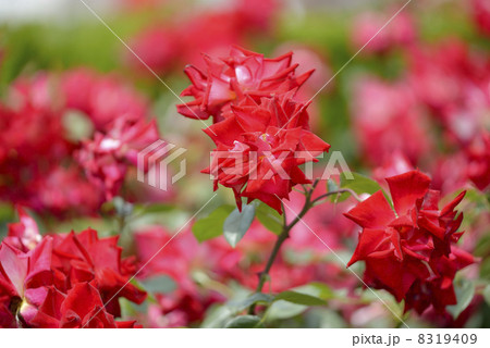 バラ（かがやき） 8319409