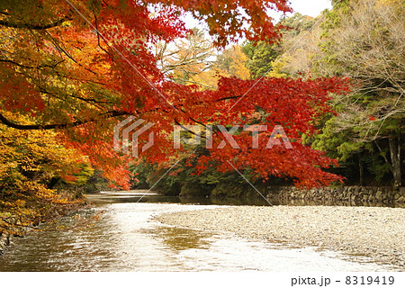 紅葉の五十鈴川 紅葉の五十鈴川 8319419