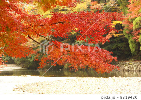 紅葉の五十鈴川 紅葉の五十鈴川 8319420
