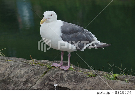 ウミネコ　北海道　小樽運河 8319574