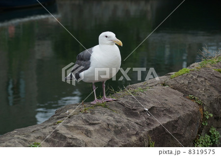 ウミネコ　北海道　小樽運河 8319575