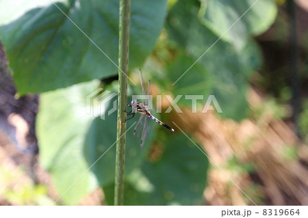 シオカラトンボ シオカラトンボ 8319664
