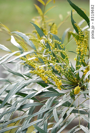 細葉柊南天 8319682