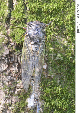 クマゼミ 8319778