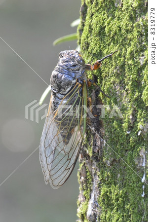 クマゼミ 8319779