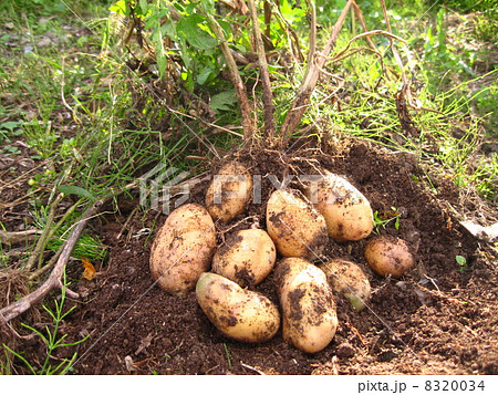 メークイン収穫　横 8320034