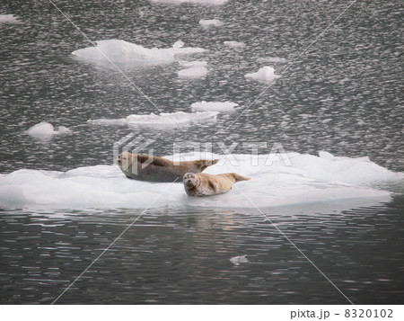 流氷の上のアザラシ 8320102